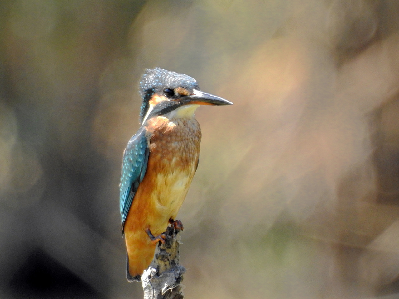 Guarda-rios (Alcedo atthis)