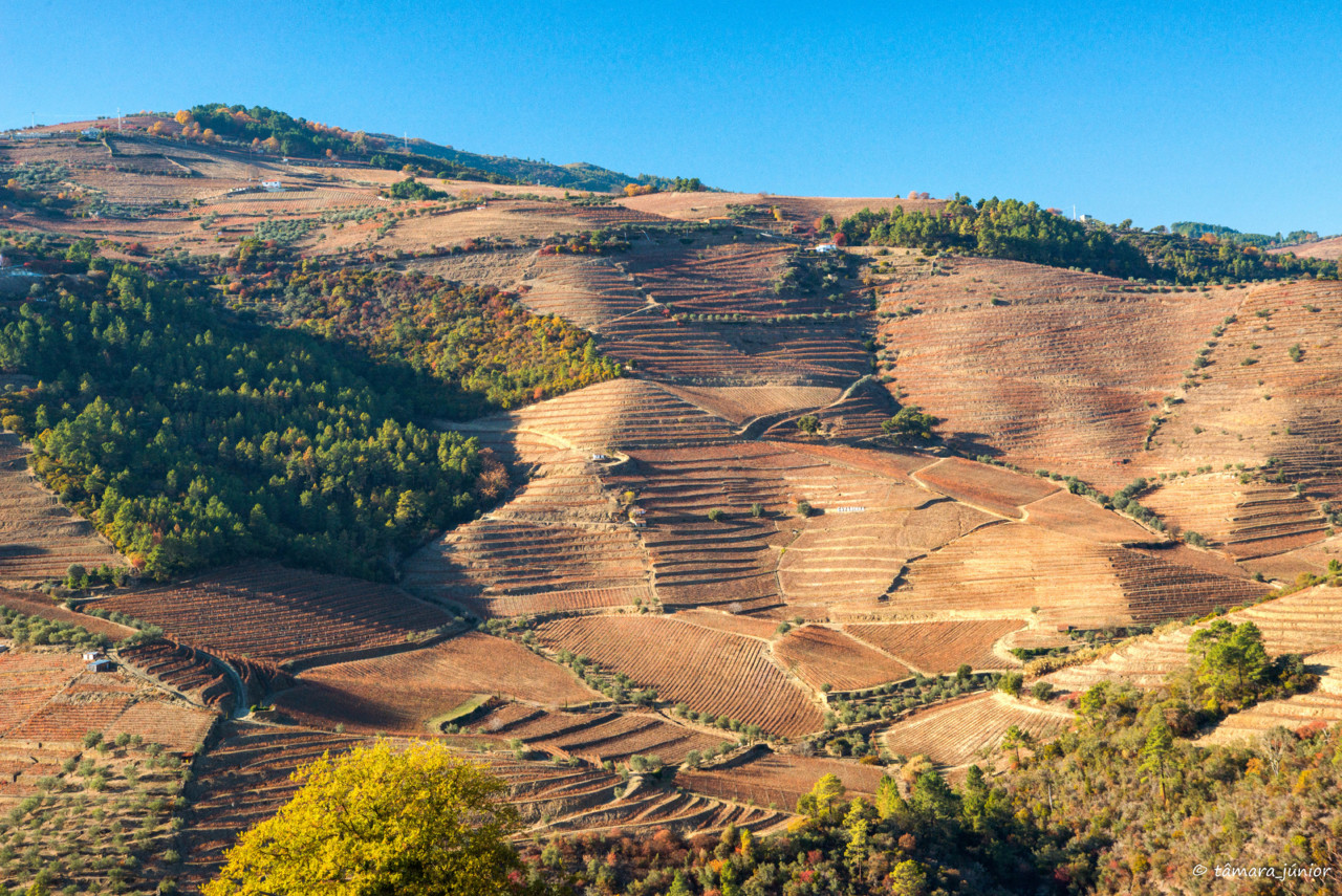 2017.- Pelo Douro no outono II (491).jpg 2017.- Pelo Douro no outono II (491).jpg