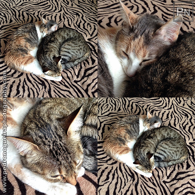 Dez_2015_015_18 650px Dez_2015_015_18 650px