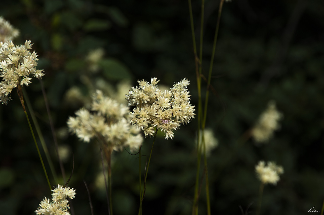 1600-firvidas (178).jpg