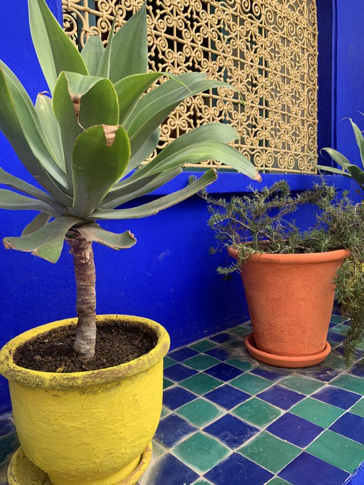 Jardin Majorelle.jpeg