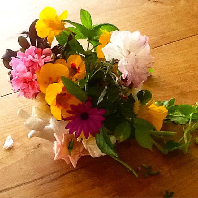 flotes do meu jardim.JPG