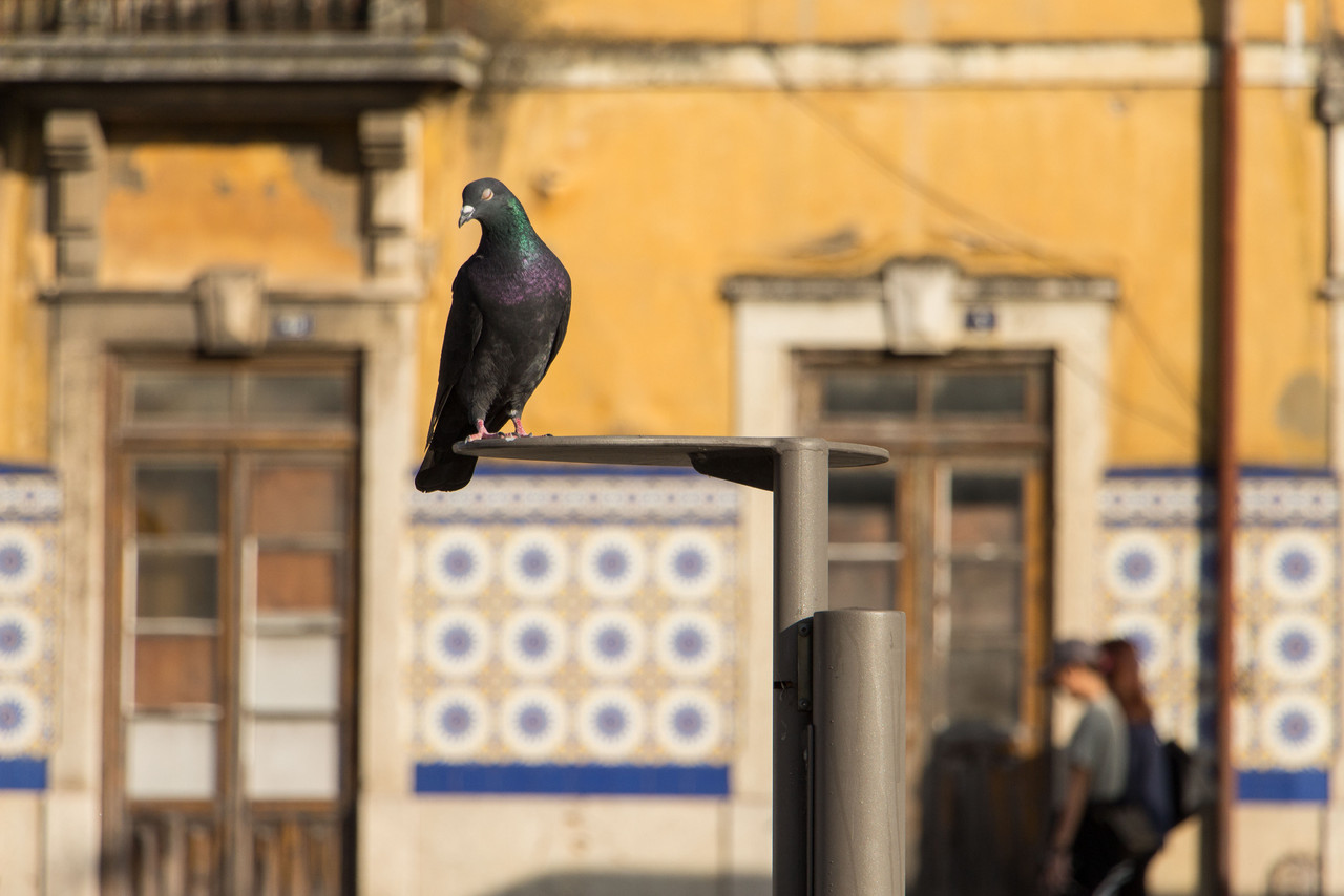 dormichoco dormichoco