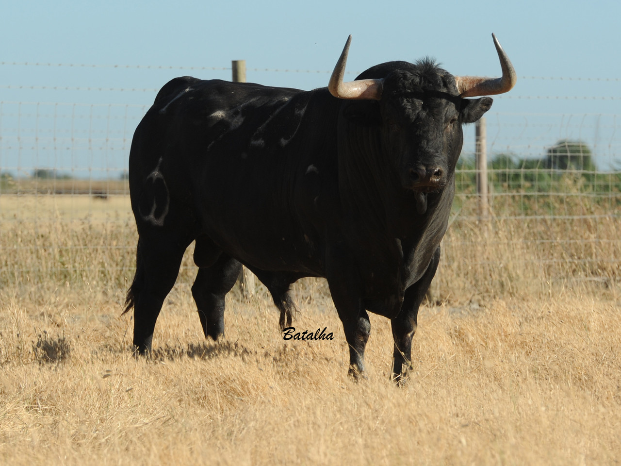 Nº429-2º.jpg Nº429-2º.jpg