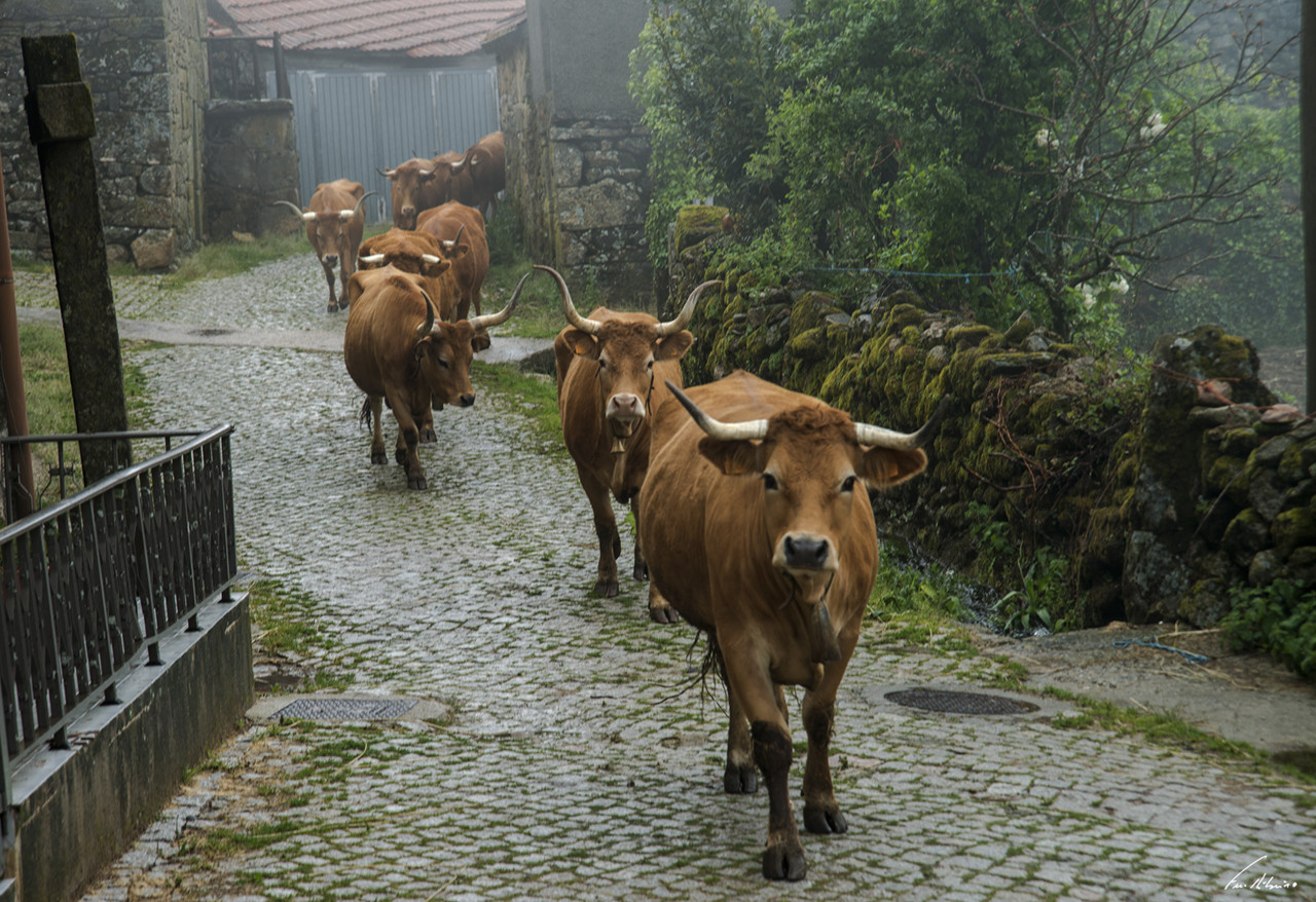 1600-paredes (107).jpg