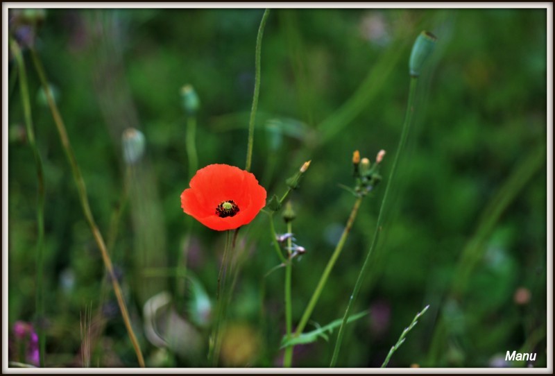 IMG_6249 papoila.jpg