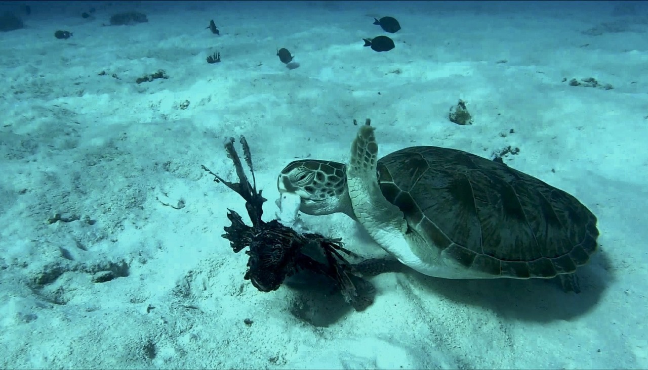 fullsizeoutput_1562.jpeg fullsizeoutput_1562.jpeg