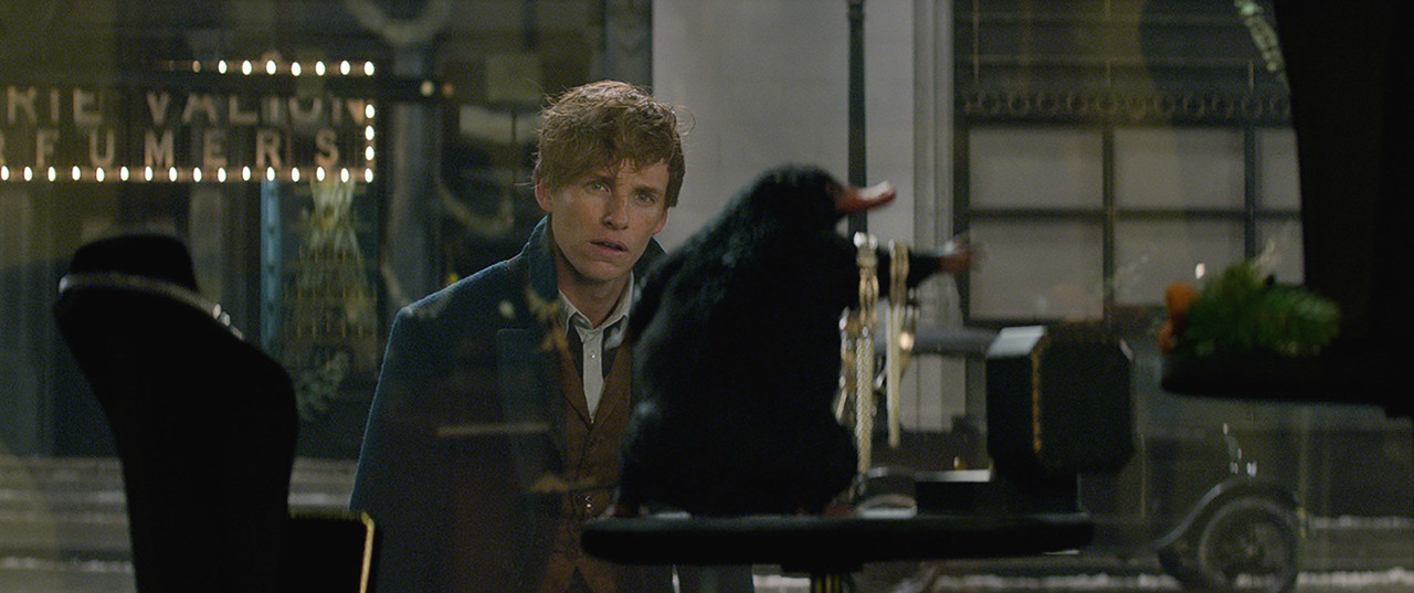 Fantastic-Beasts-and-Where-to-Find-Them-niffler.jp
