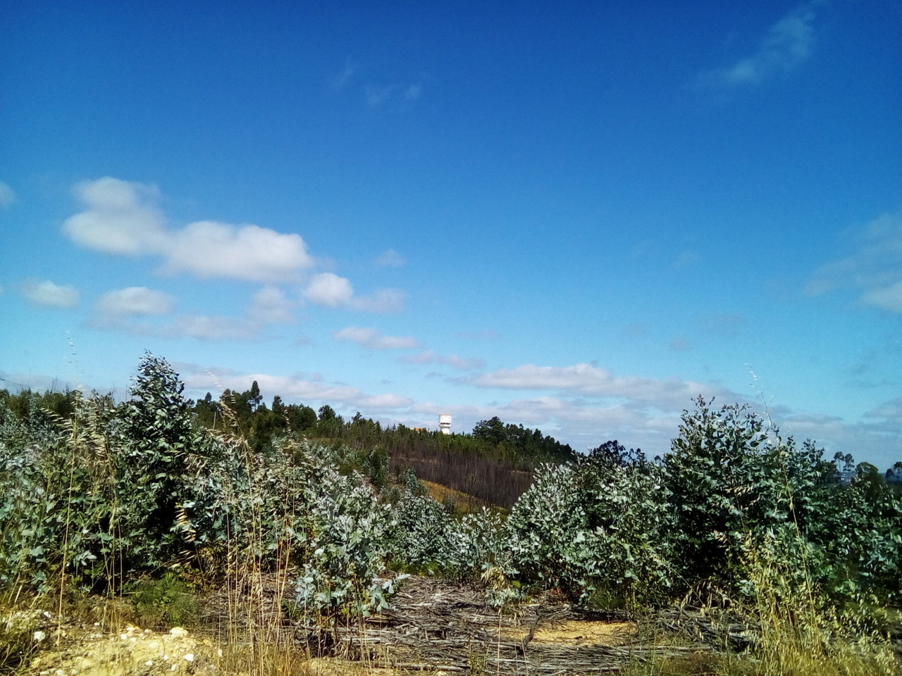 IMG_20180626_103641.jpg IMG_20180626_103641.jpg