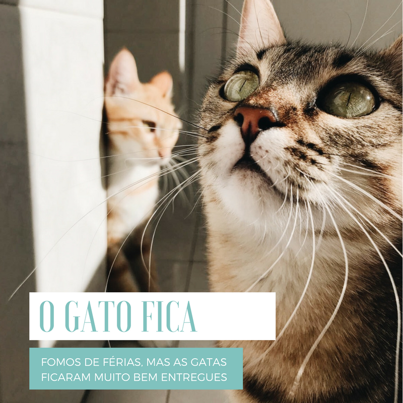 GATOFICA-POST.png