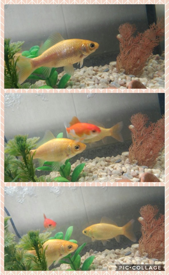 Collage 2018-06-16 21_42_58.jpg