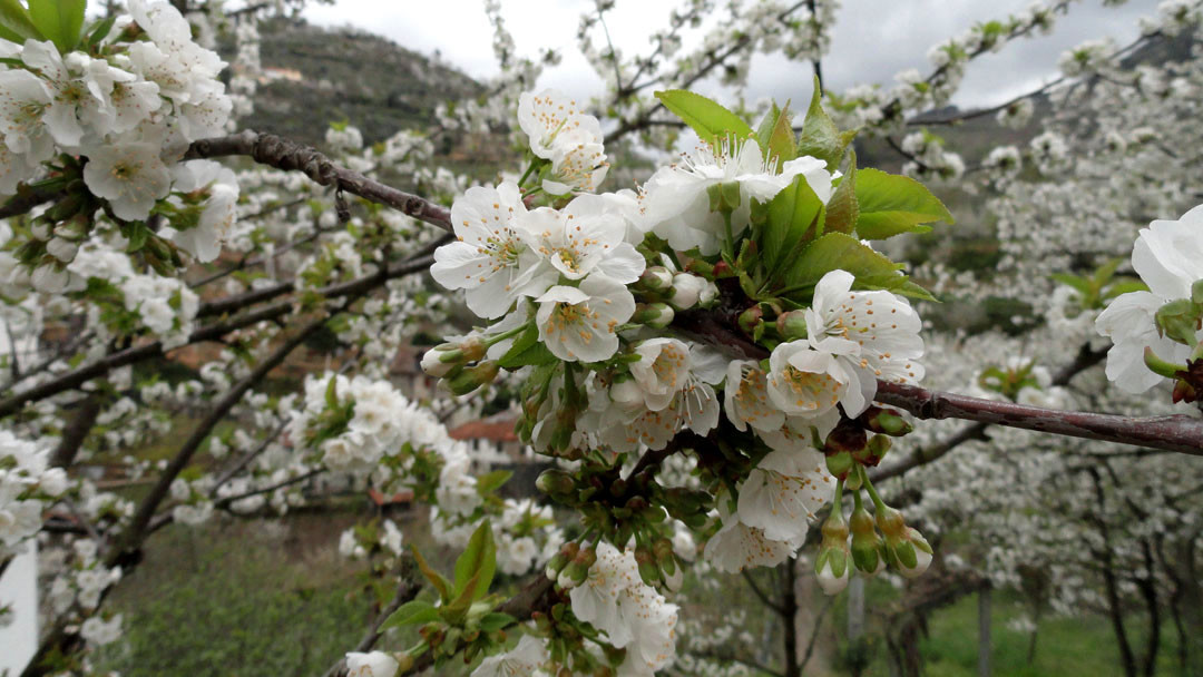 Resende cerejeiras em flor resende 2011 (74) copia