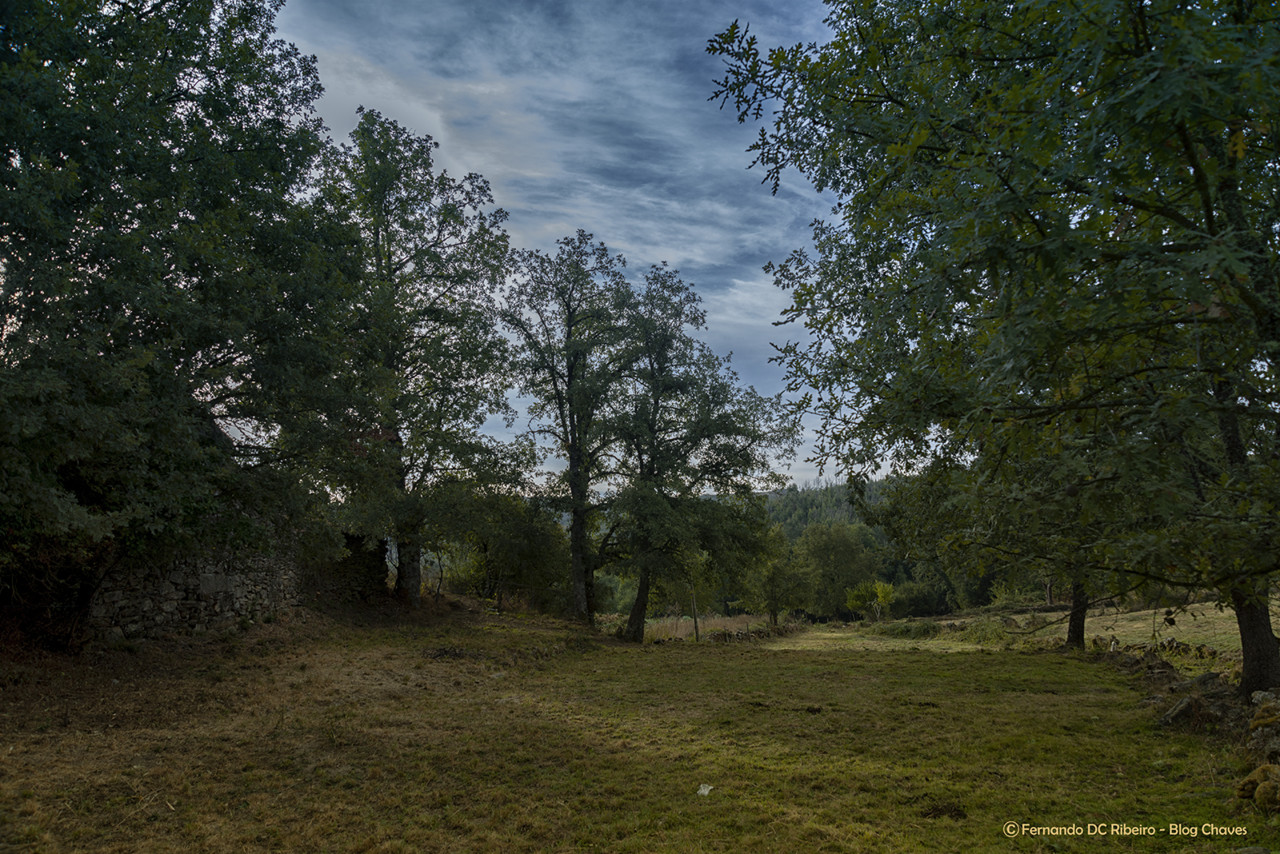 1600-cervos (29)-video.jpg