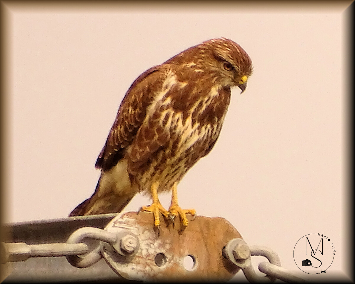 06Dez DSC00102_ms.JPG