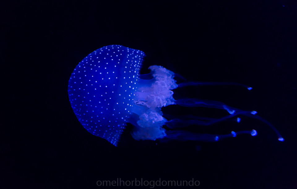 DSC00271.jpg DSC00271.jpg