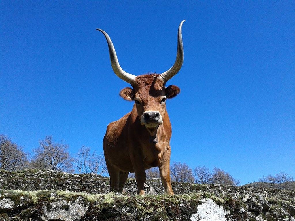 animais5.jpg animais5.jpg