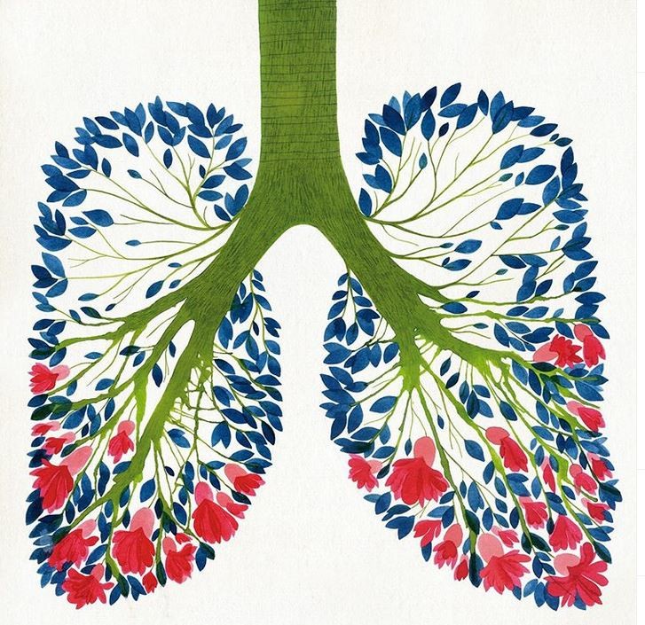 pulmões.JPG