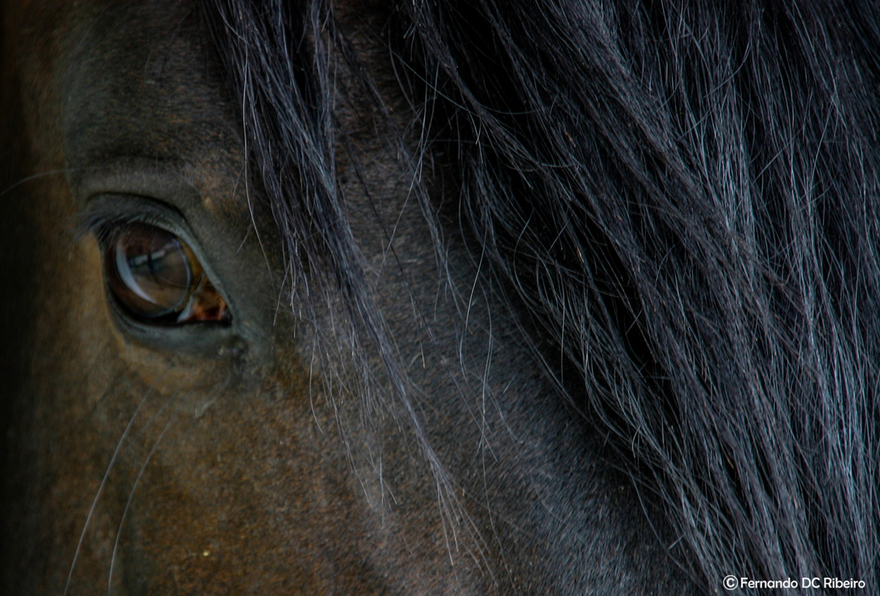 1600-serra-estrela 189-a.jpg 1600-serra-estrela 189-a.jpg