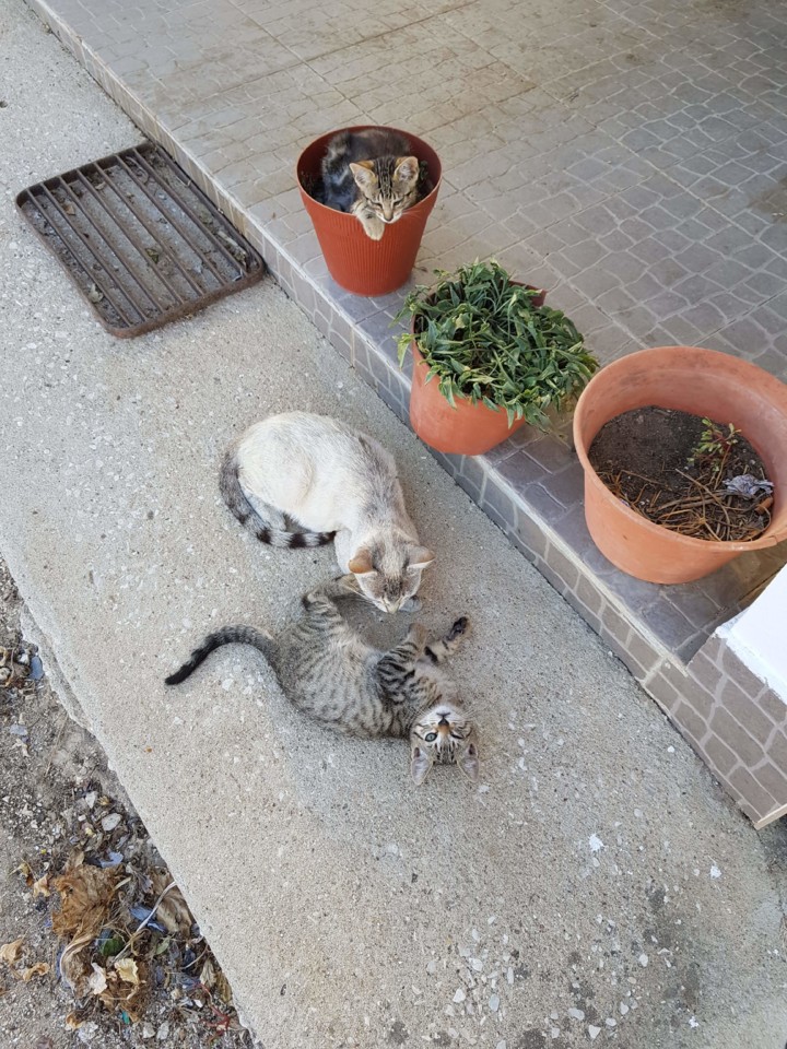 mae-e-gemeos.jpeg mae-e-gemeos.jpeg