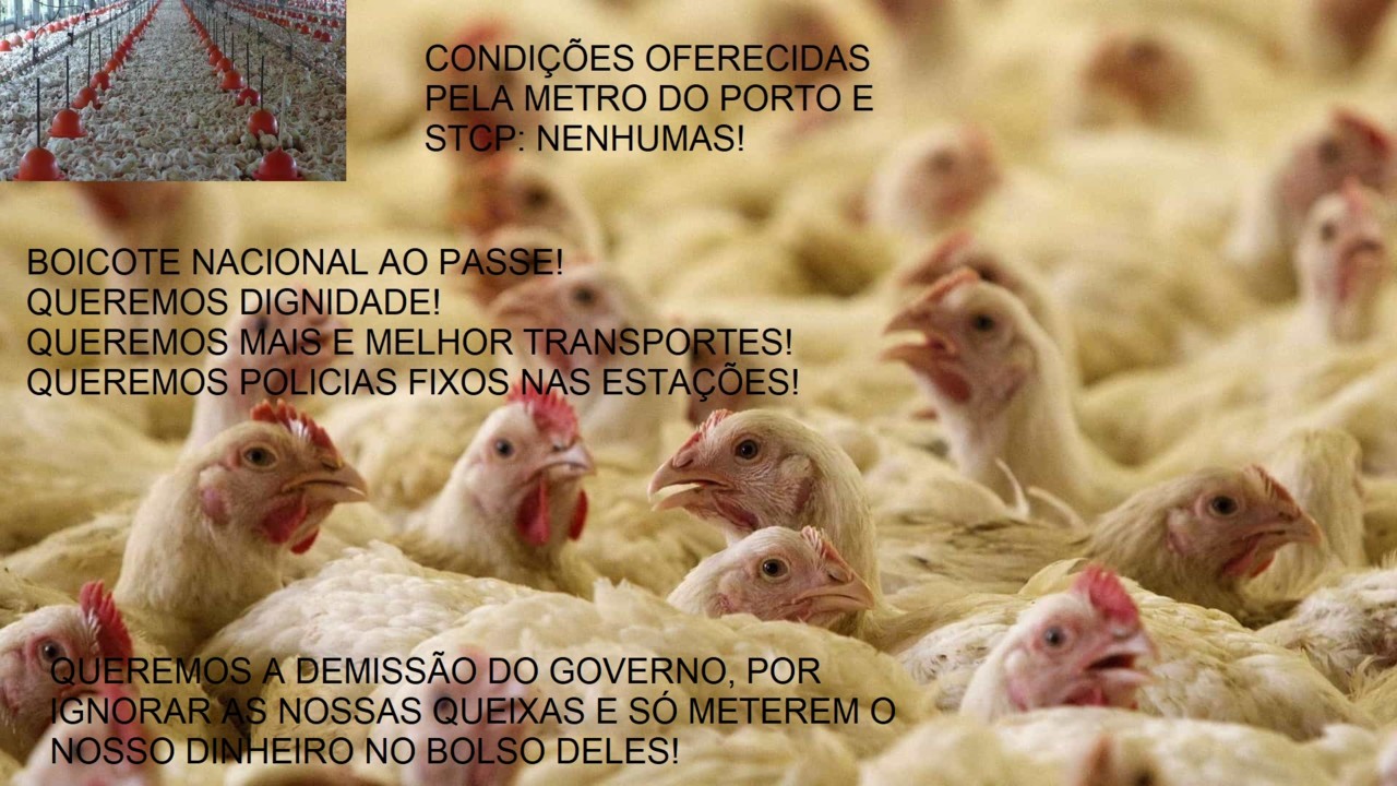 STCP METRODOPORTO.jpg