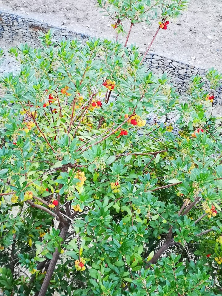 IMG_20191005_164443.jpg IMG_20191005_164443.jpg