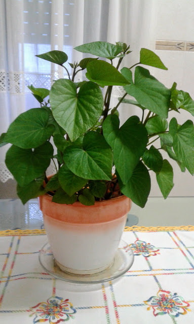 20170717_205417.jpg 20170717_205417.jpg