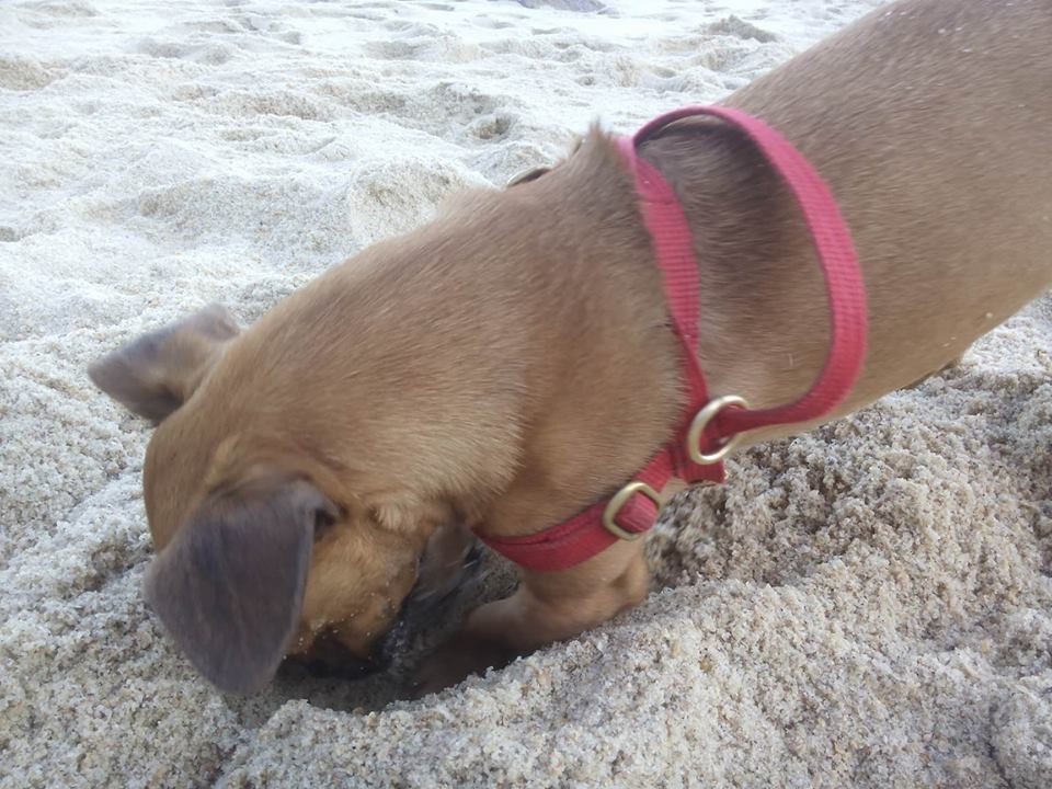 cavando.jpg cavando.jpg