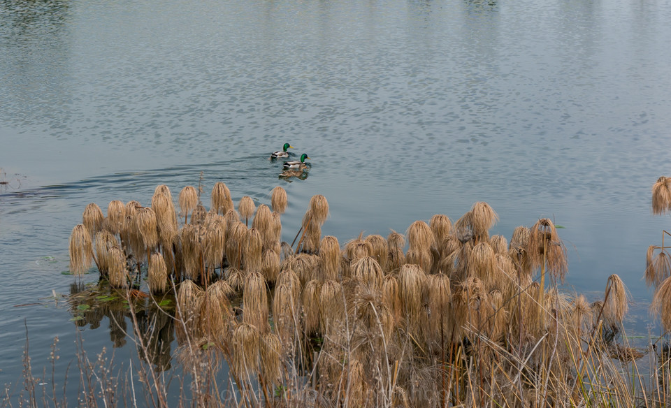 DSC08084.jpg DSC08084.jpg