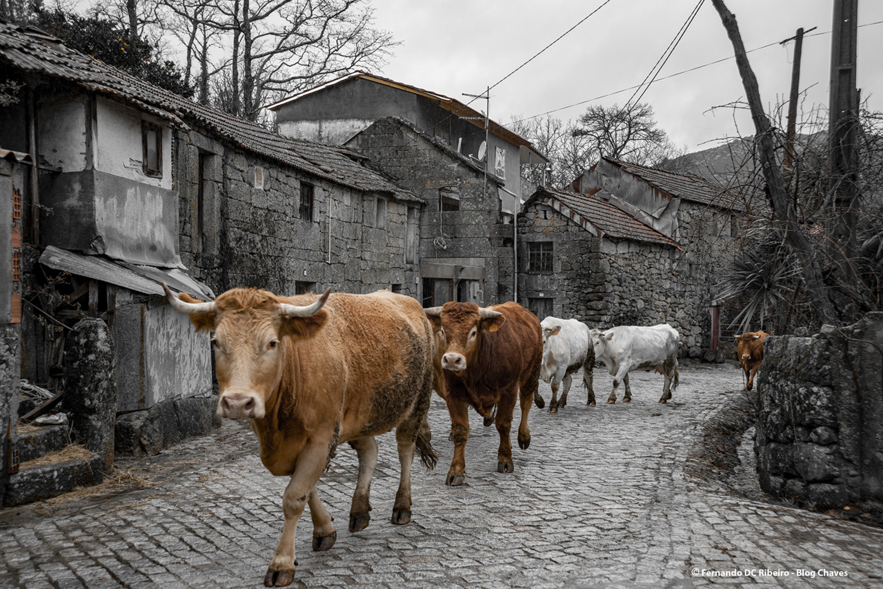 1600-covas (336).jpg