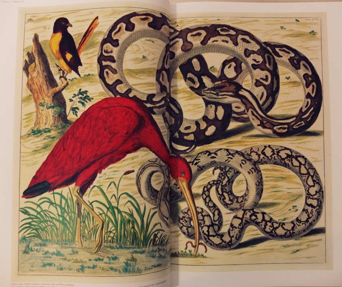 cabinet-of-natural-curiosities.jpg cabinet-of-natural-curiosities.jpg