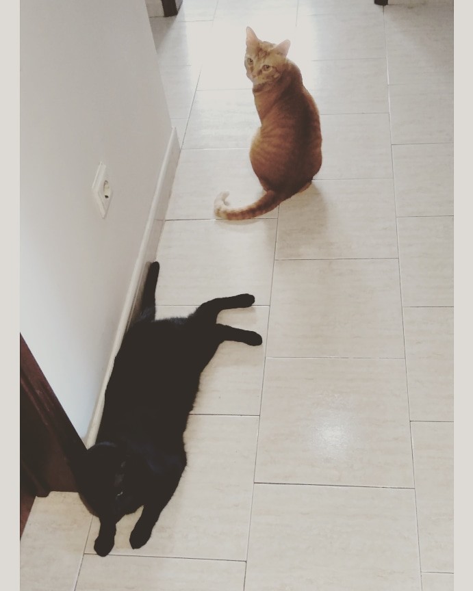 IMG_20200710_151427_852.jpg IMG_20200710_151427_852.jpg