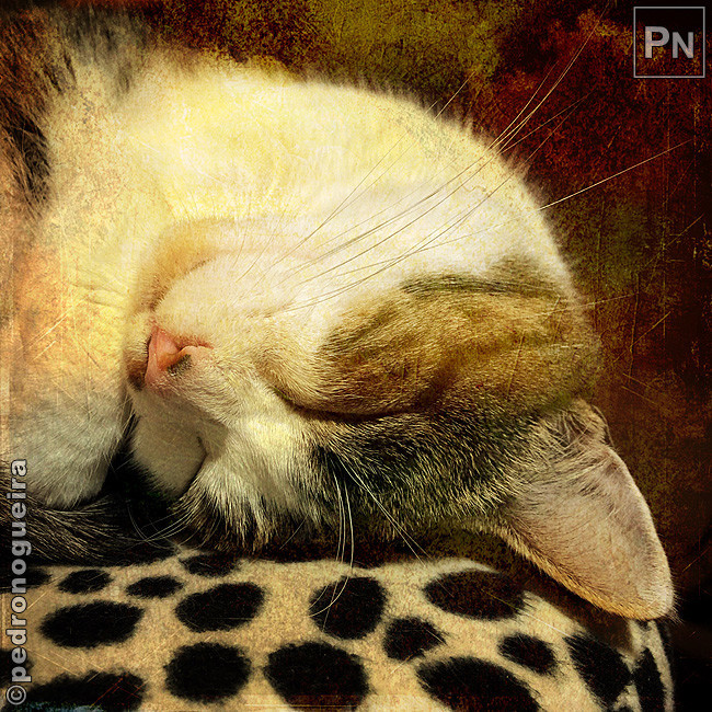 Dez_2018_061b 650px.jpg