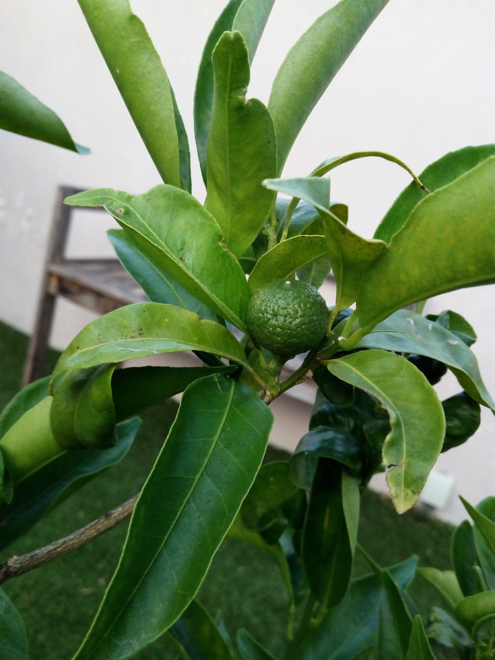 IMG_20170622_064502.jpg IMG_20170622_064502.jpg