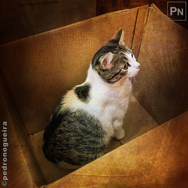 Set_2018_049c 650px.jpg