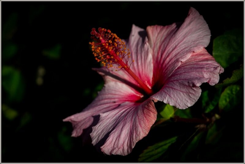 IMG-20221217-WA0059 ibisco.jpg