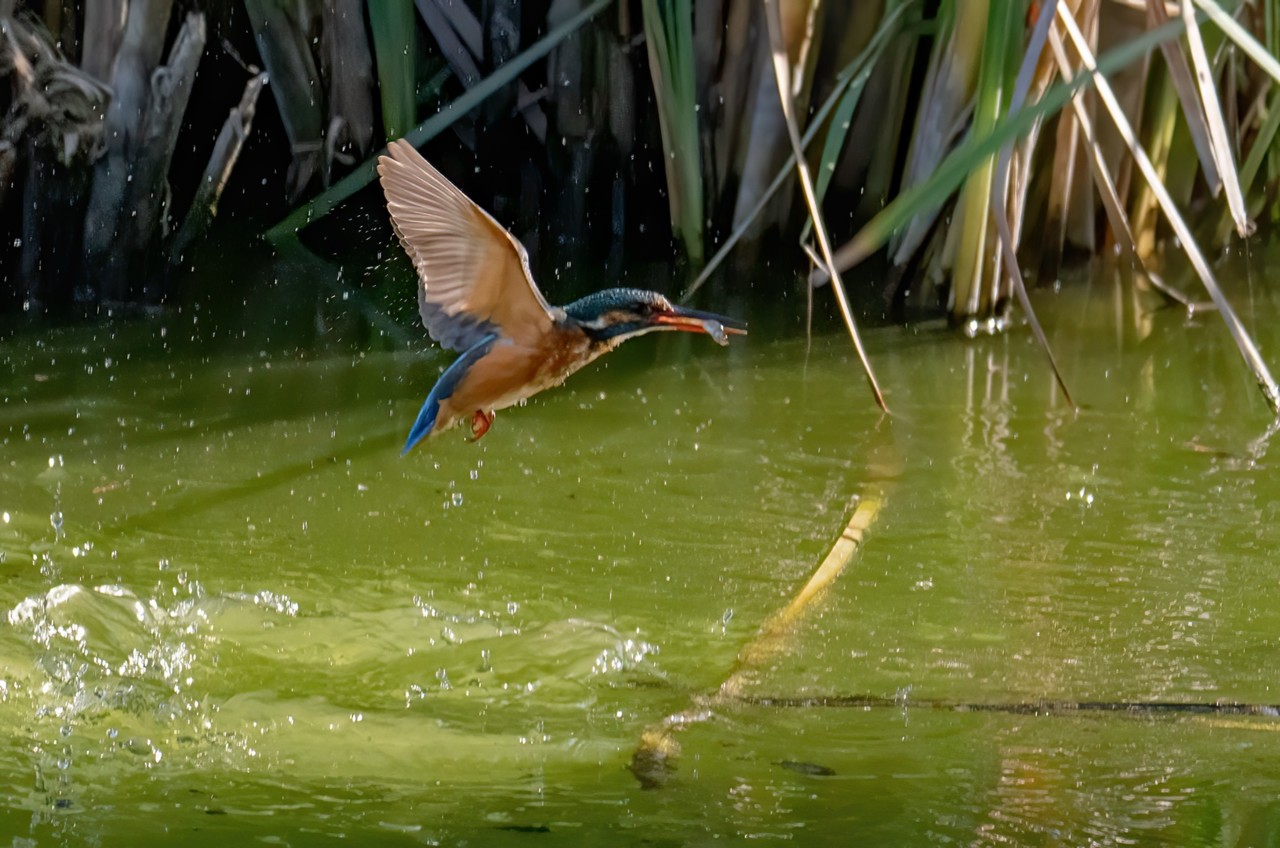 120243901_1659391424228502_532078147182906122_o.jp 120243901_1659391424228502_532078147182906122_o.jp