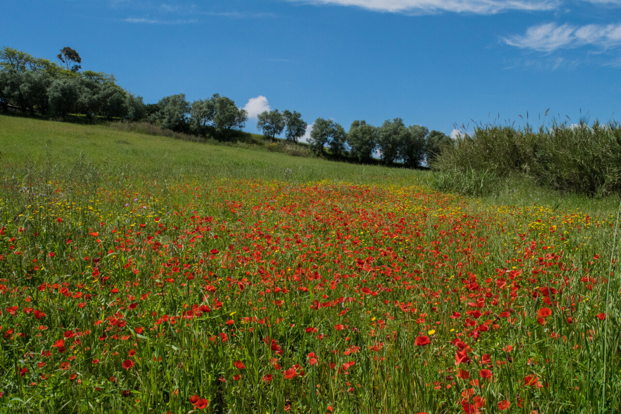 Uma mancha vermelha de flores de papoila no meio de uma colina verdejante, contra o céu azul de abril, em Lisboa.