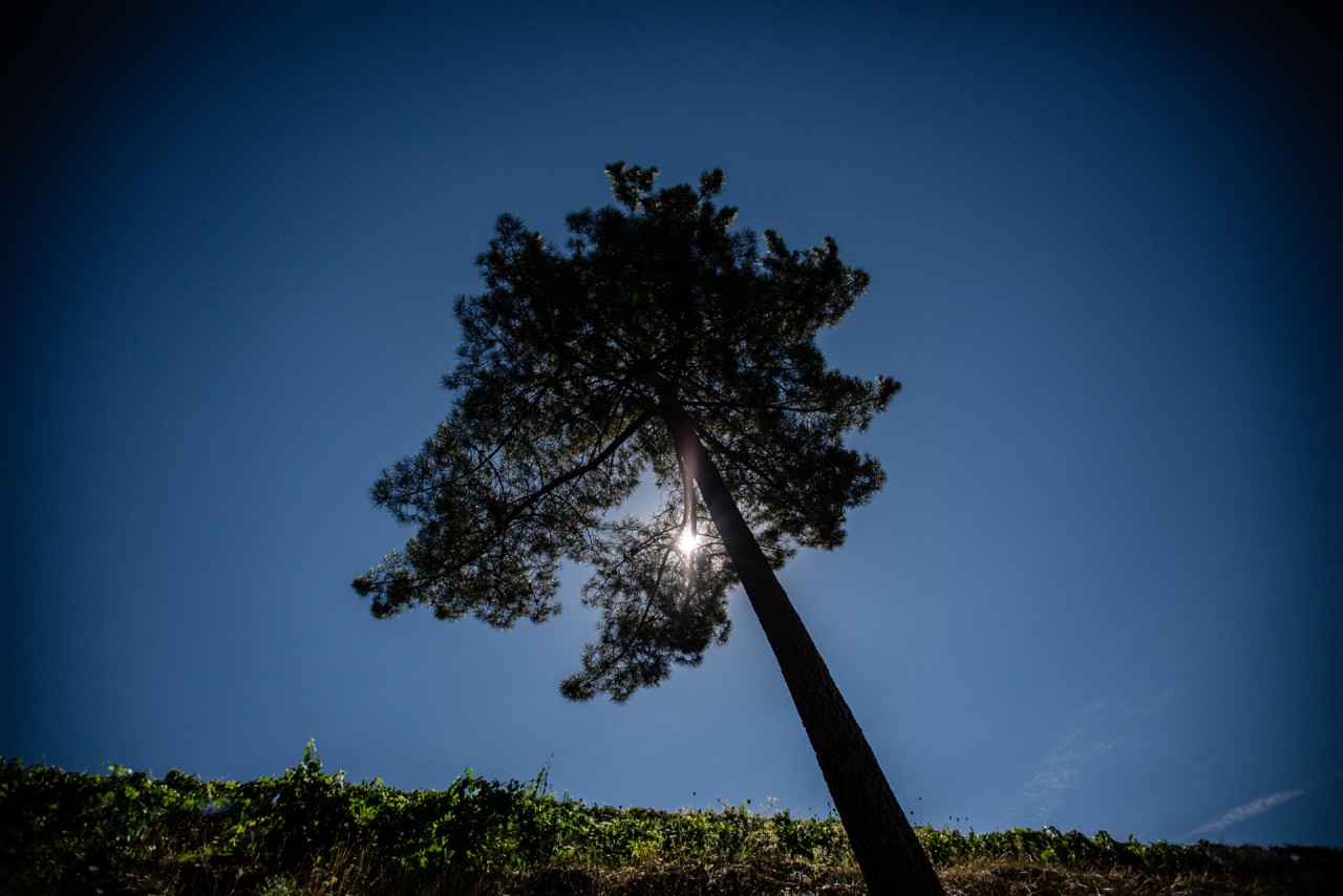 Lavradores de Feitoria