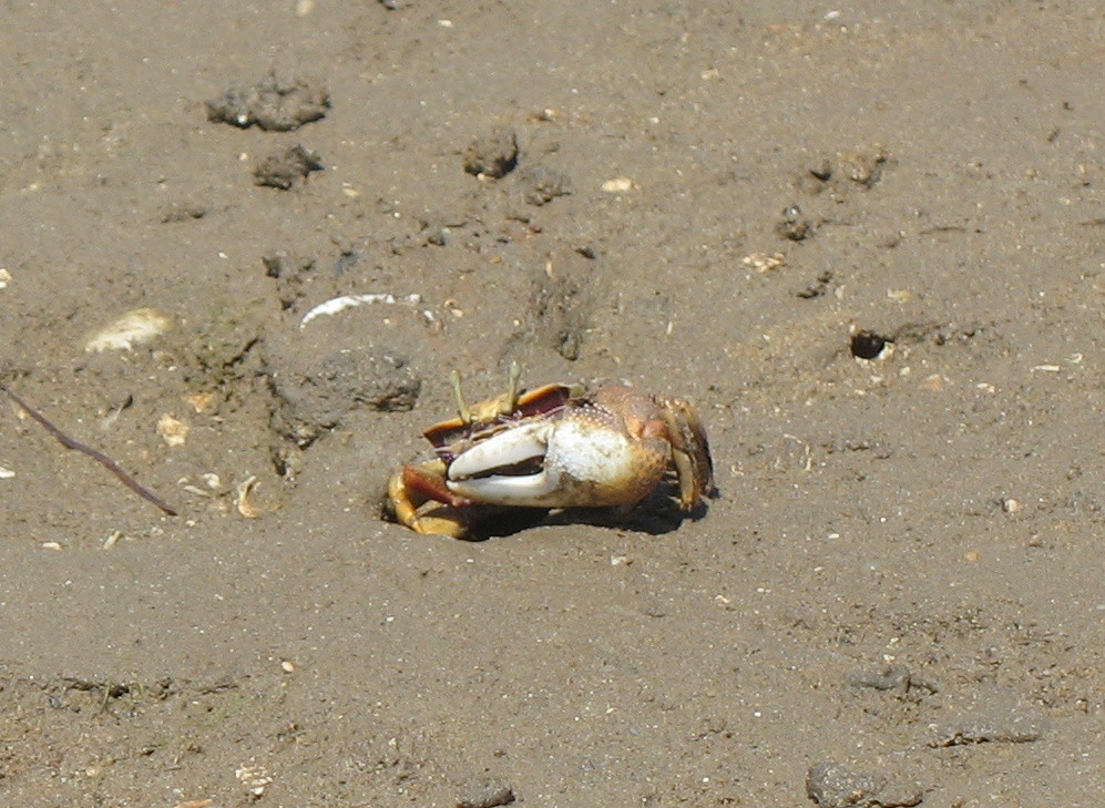 Uca_tangeri_-_male_-_Cabanas_de_Tavira,_Portugal.j
