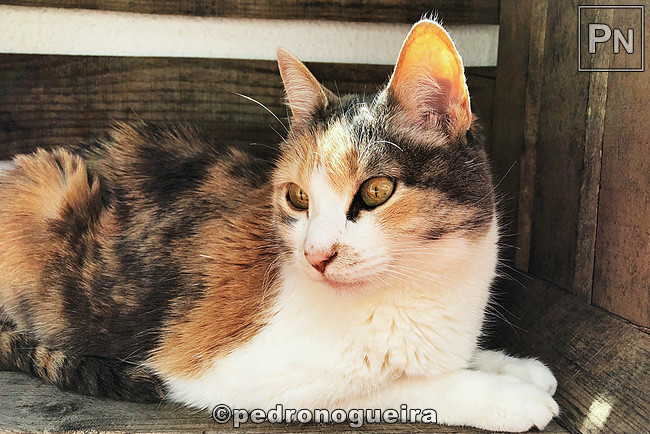 Jun_2020_035a 650px.jpg