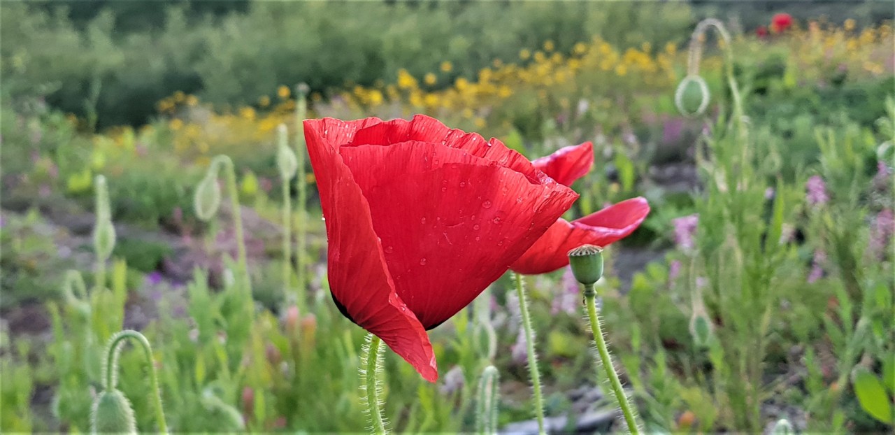 20180430_194938.jpg 20180430_194938.jpg