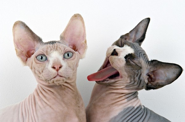 gato_Sphynx_2.jpg gato_Sphynx_2.jpg