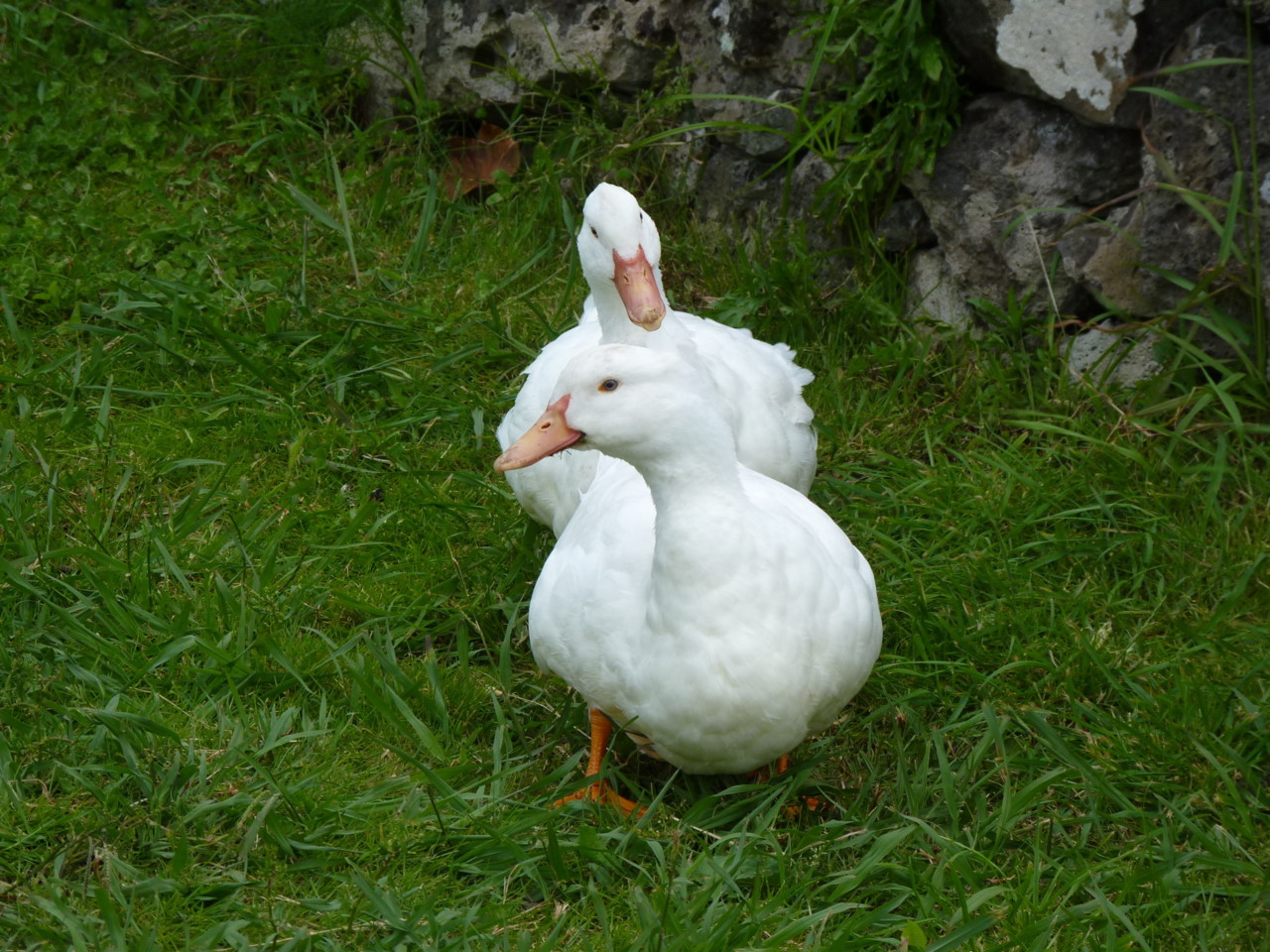 Ribeira do Moinho, Flores (7).JPG