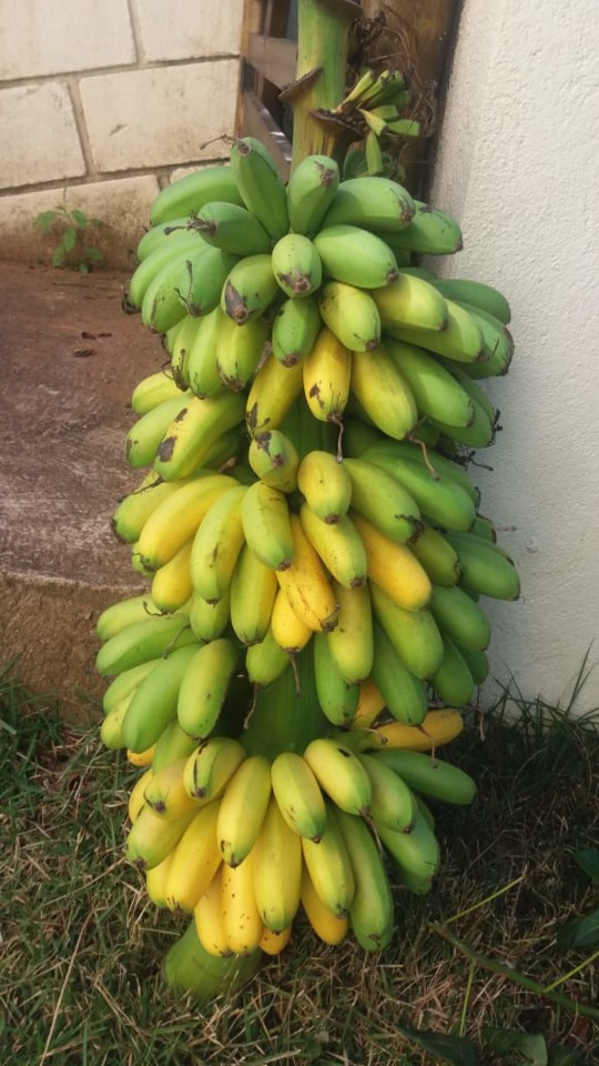 CACHO DE BANANA