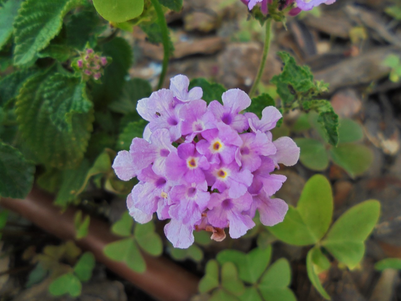 Lantana lilás.JPG