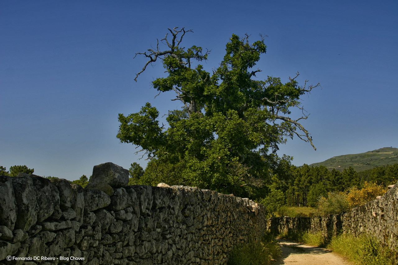 1600-vila-frade (83)-video.jpg