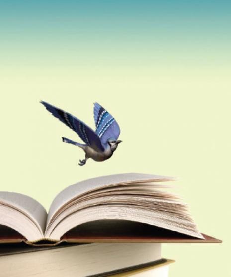 livro pássaro.jpg