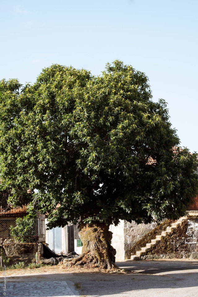 2017.- Montalegre (68).jpg