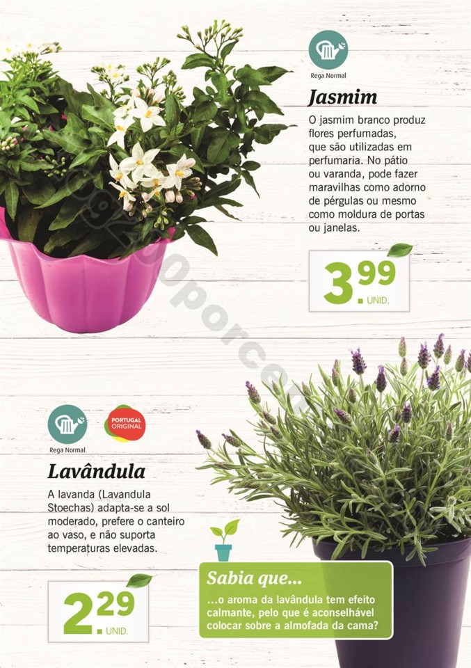 plantas_lidl_mercado_006.jpg
