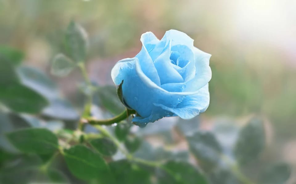 rosa azul.jpg
